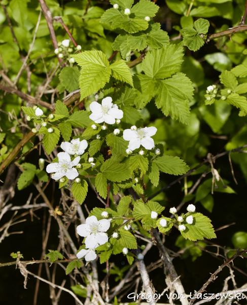  May 15, 2025 8:48 AM, Canon EOS R7, RF100-500mm F4.5-7.1 L IS USM, 100mm, f/6.3, 1/8000s, ISO 2000, Gregor von Laszewski
