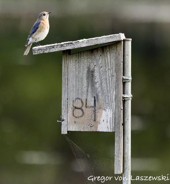  May 15, 2025 9:00 AM, Canon EOS R7, RF100-500mm F4.5-7.1 L IS USM, 500mm, f/7.1, 1/3200s, ISO 3200, Gregor von Laszewski