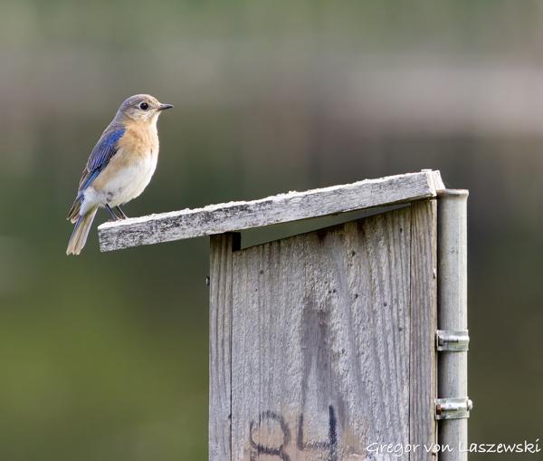  May 15, 2025 9:00 AM, Canon EOS R7, RF100-500mm F4.5-7.1 L IS USM, 500mm, f/7.1, 1/800s, ISO 3200, Gregor von Laszewski