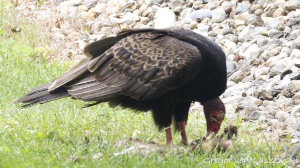  May 20, 2025 3:39 PM, Canon EOS R7, RF200-800mm F6.3-9 IS USM, 800mm, f/9.0, 1/4000s, ISO 8000, Gregor von Laszewski