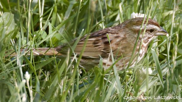  May 20, 2025 7:01 PM, Canon EOS R7, RF200-800mm F6.3-9 IS USM, 800mm, f/9.0, 1/2500s, ISO 4000, Gregor von Laszewski