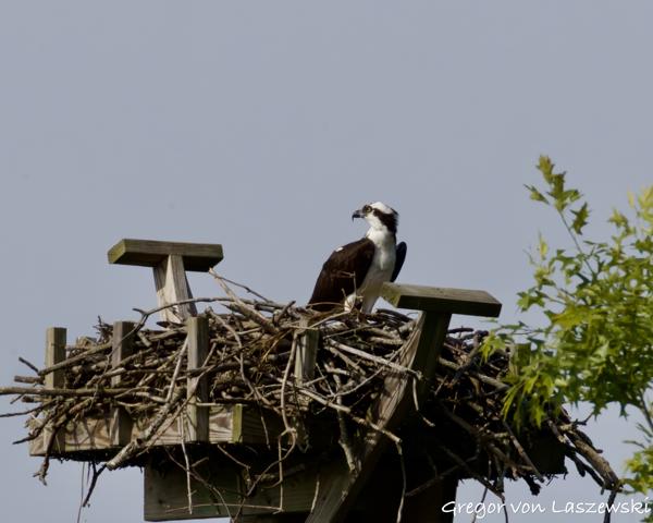 Monroe Lake Osprey Watch 05-24-2025