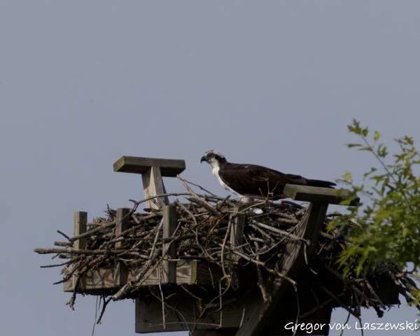  May 24, 2025 9:29 AM, Canon EOS R7, RF200-800mm F6.3-9 IS USM + EXTENDER RF2x, 1600mm, f/18.0, 1/3200s, ISO 2500, Gregor von Laszewski