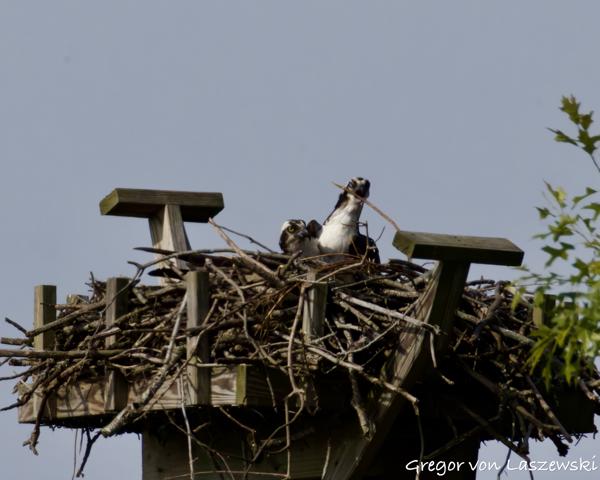  May 24, 2025 9:33 AM, Canon EOS R7, RF200-800mm F6.3-9 IS USM + EXTENDER RF2x, 1600mm, f/20.0, 1/3200s, ISO 3200, Gregor von Laszewski
