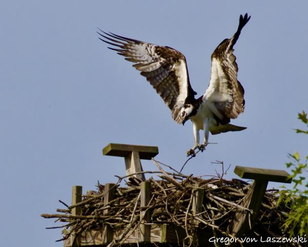 May 24, 2025 9:37 AM, Canon EOS R7, RF200-800mm F6.3-9 IS USM + EXTENDER RF2x, 1600mm, f/20.0, 1/3200s, ISO 3200, Gregor von Laszewski