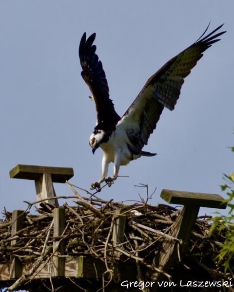  May 24, 2025 9:37 AM, Canon EOS R7, RF200-800mm F6.3-9 IS USM + EXTENDER RF2x, 1600mm, f/20.0, 1/3200s, ISO 3200, Gregor von Laszewski