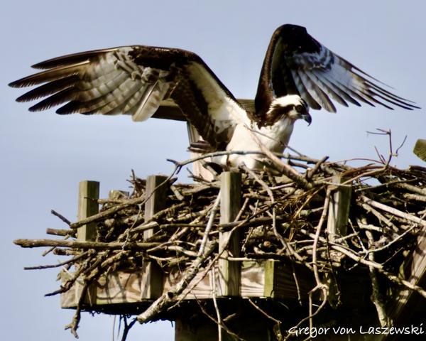  May 24, 2025 9:37 AM, Canon EOS R7, RF200-800mm F6.3-9 IS USM + EXTENDER RF2x, 1600mm, f/20.0, 1/3200s, ISO 3200, Gregor von Laszewski