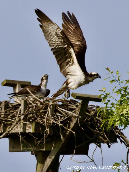 May 24, 2025 9:37 AM, Canon EOS R7, RF200-800mm F6.3-9 IS USM + EXTENDER RF2x, 1600mm, f/20.0, 1/3200s, ISO 3200, Gregor von Laszewski
