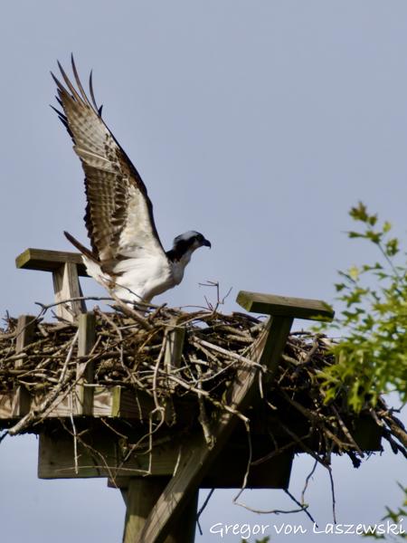  May 24, 2025 9:38 AM, Canon EOS R7, RF200-800mm F6.3-9 IS USM + EXTENDER RF2x, 1600mm, f/18.0, 1/3200s, ISO 3200, Gregor von Laszewski