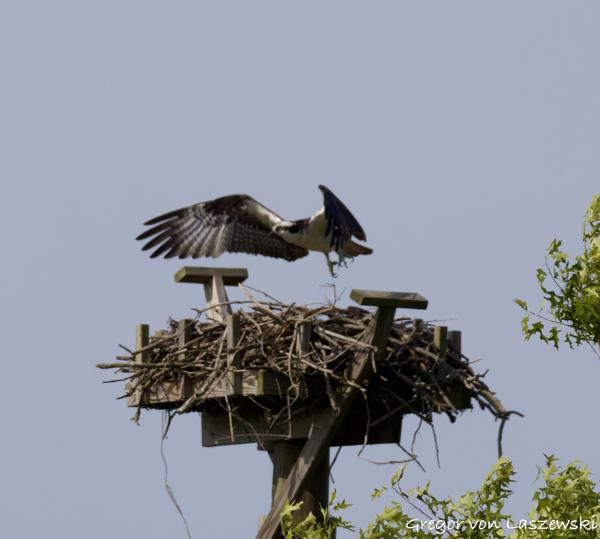  May 24, 2025 9:50 AM, Canon EOS R7, RF200-800mm F6.3-9 IS USM, 800mm, f/9.0, 1/3200s, ISO 800, Gregor von Laszewski