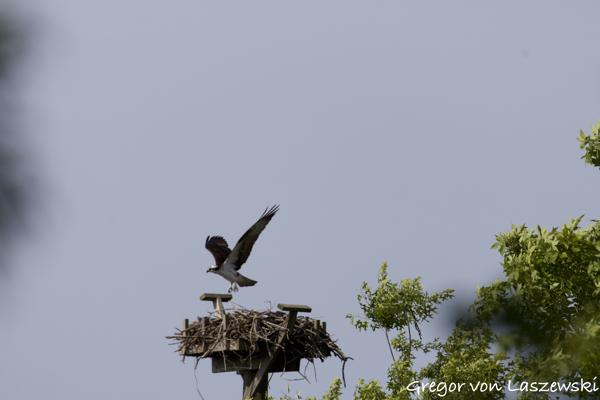  May 24, 2025 9:50 AM, Canon EOS R7, RF200-800mm F6.3-9 IS USM, 800mm, f/9.0, 1/3200s, ISO 800, Gregor von Laszewski