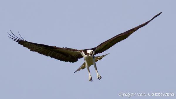  May 24, 2025 9:53 AM, Canon EOS R7, RF200-800mm F6.3-9 IS USM, 800mm, f/10.0, 1/3200s, ISO 1000, Gregor von Laszewski