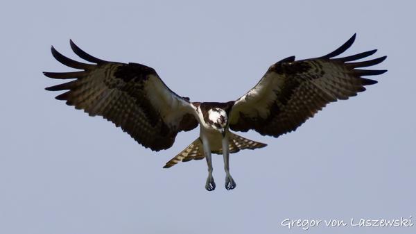  May 24, 2025 9:53 AM, Canon EOS R7, RF200-800mm F6.3-9 IS USM, 800mm, f/10.0, 1/3200s, ISO 1000, Gregor von Laszewski