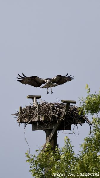  May 24, 2025 9:53 AM, Canon EOS R7, RF200-800mm F6.3-9 IS USM, 800mm, f/10.0, 1/3200s, ISO 1000, Gregor von Laszewski