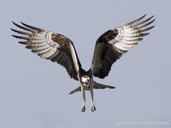  May 24, 2025 9:53 AM, Canon EOS R7, RF200-800mm F6.3-9 IS USM, 800mm, f/10.0, 1/3200s, ISO 1000, Gregor von Laszewski