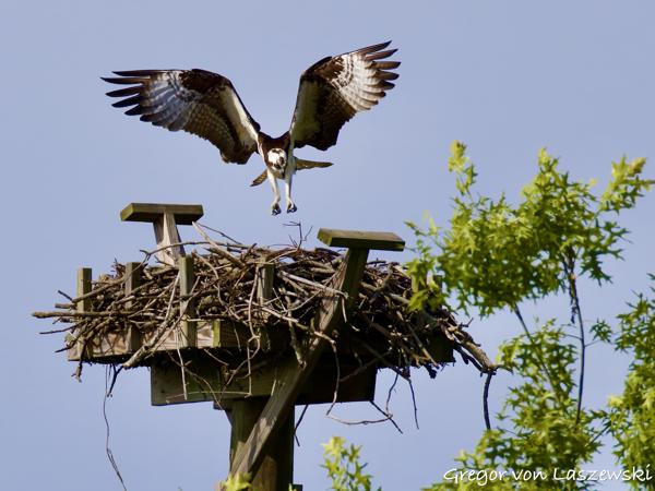  May 24, 2025 9:53 AM, Canon EOS R7, RF200-800mm F6.3-9 IS USM, 800mm, f/10.0, 1/3200s, ISO 1000, Gregor von Laszewski