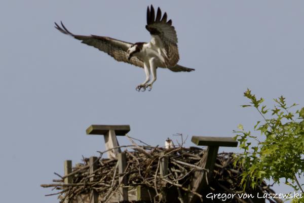  May 24, 2025 9:17 AM, Canon EOS R7, RF200-800mm F6.3-9 IS USM + EXTENDER RF2x, 1140mm, f/18.0, 1/3200s, ISO 2500, Gregor von Laszewski