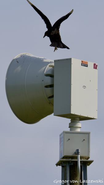  May 24, 2025 10:14 AM, Canon EOS R7, RF200-800mm F6.3-9 IS USM, 432mm, f/9.0, 1/1000s, ISO 200, Gregor von Laszewski