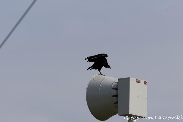  May 24, 2025 10:15 AM, Canon EOS R7, RF200-800mm F6.3-9 IS USM, 432mm, f/9.0, 1/1000s, ISO 200, Gregor von Laszewski