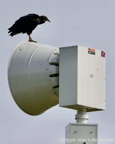  May 24, 2025 10:15 AM, Canon EOS R7, RF200-800mm F6.3-9 IS USM, 432mm, f/9.0, 1/1000s, ISO 200, Gregor von Laszewski