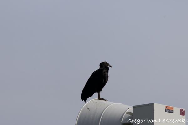  May 24, 2025 10:16 AM, Canon EOS R7, RF200-800mm F6.3-9 IS USM, 800mm, f/9.0, 1/3200s, ISO 640, Gregor von Laszewski