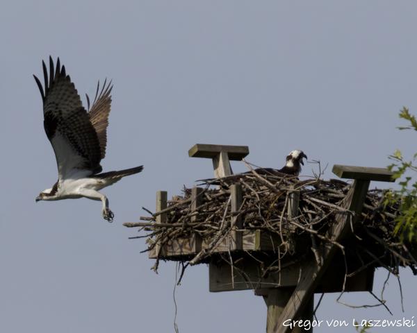  May 24, 2025 9:18 AM, Canon EOS R7, RF200-800mm F6.3-9 IS USM + EXTENDER RF2x, 1140mm, f/18.0, 1/3200s, ISO 2500, Gregor von Laszewski