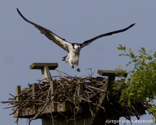  May 24, 2025 9:24 AM, Canon EOS R7, RF200-800mm F6.3-9 IS USM + EXTENDER RF2x, 1344mm, f/20.0, 1/3200s, ISO 2500, Gregor von Laszewski