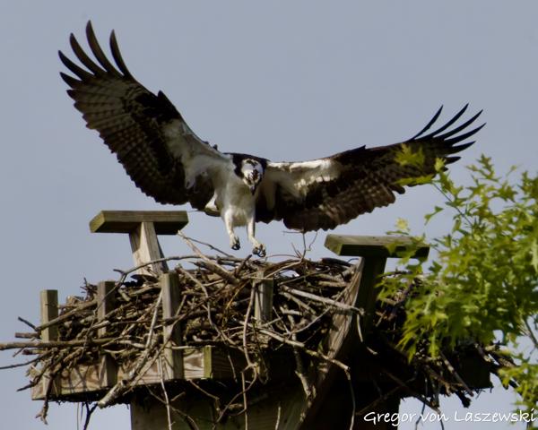  May 24, 2025 9:24 AM, Canon EOS R7, RF200-800mm F6.3-9 IS USM + EXTENDER RF2x, 1344mm, f/20.0, 1/3200s, ISO 2500, Gregor von Laszewski