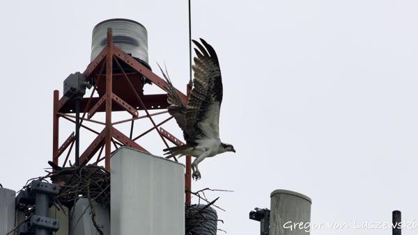  May 28, 2025 3:29 PM, Canon EOS R7, RF200-800mm F6.3-9 IS USM, 800mm, f/10.0, 1/3200s, ISO 2000, Gregor von Laszewski