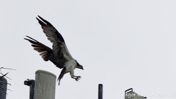  May 28, 2025 3:29 PM, Canon EOS R7, RF200-800mm F6.3-9 IS USM, 800mm, f/9.0, 1/3200s, ISO 1600, Gregor von Laszewski