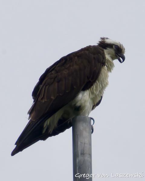  May 28, 2025 3:49 PM, Canon EOS R7, RF200-800mm F6.3-9 IS USM + EXTENDER RF2x, 1600mm, f/18.0, 1/3200s, ISO 3200, Gregor von Laszewski