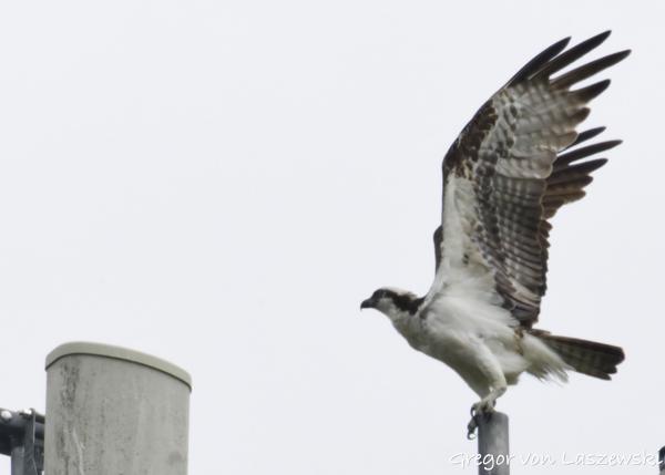  May 28, 2025 3:50 PM, Canon EOS R7, RF200-800mm F6.3-9 IS USM + EXTENDER RF2x, 1600mm, f/20.0, 1/3200s, ISO 5000, Gregor von Laszewski