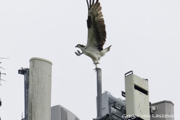  May 28, 2025 3:50 PM, Canon EOS R7, RF200-800mm F6.3-9 IS USM + EXTENDER RF2x, 1600mm, f/20.0, 1/3200s, ISO 5000, Gregor von Laszewski
