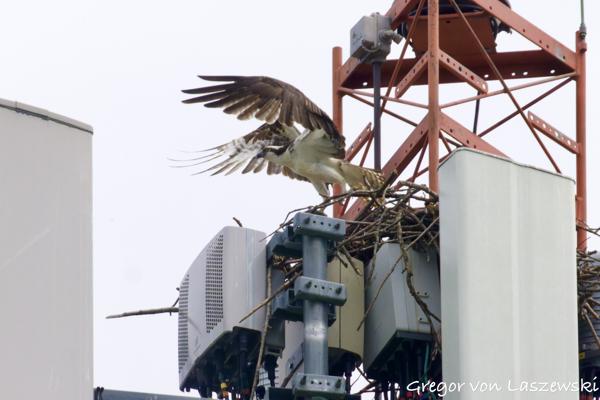 May 28, 2025 3:54 PM, Canon EOS R7, RF200-800mm F6.3-9 IS USM + EXTENDER RF2x, 1600mm, f/18.0, 1/3200s, ISO 6400, Gregor von Laszewski