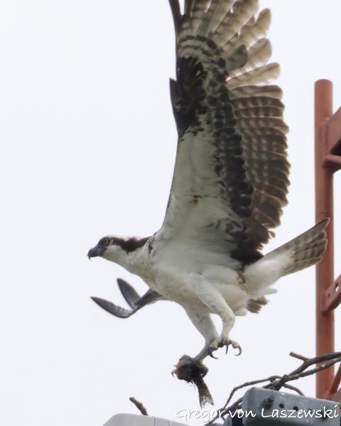  May 28, 2025 3:54 PM, Canon EOS R7, RF200-800mm F6.3-9 IS USM + EXTENDER RF2x, 1600mm, f/18.0, 1/3200s, ISO 6400, Gregor von Laszewski