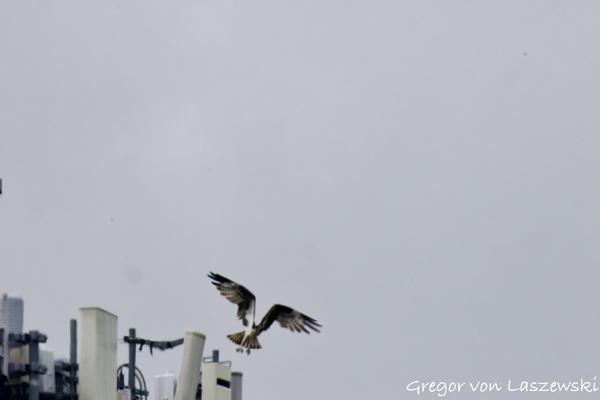  May 28, 2025 4:01 PM, Canon EOS R7, RF200-800mm F6.3-9 IS USM + EXTENDER RF2x, 1600mm, f/20.0, 1/3200s, ISO 8000, Gregor von Laszewski