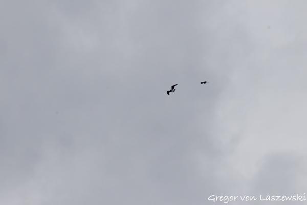  May 28, 2025 4:02 PM, Canon EOS R7, RF200-800mm F6.3-9 IS USM + EXTENDER RF2x, 400mm, f/14.0, 1/3200s, ISO 3200, Gregor von Laszewski