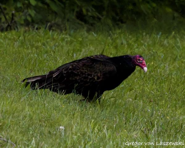  May 29, 2025 12:19 PM, Canon EOS R7, RF100-500mm F4.5-7.1 L IS USM, 500mm, f/14.0, 1/3200s, ISO 25600, Gregor von Laszewski