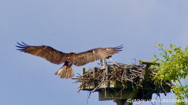  May 29, 2025 10:56 AM, Canon EOS R7, RF100-500mm F4.5-7.1 L IS USM + EXTENDER RF2x, 1000mm, f/16.0, 1/3200s, ISO 3200, Gregor von Laszewski