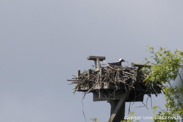  May 29, 2025 10:56 AM, Canon EOS R7, RF100-500mm F4.5-7.1 L IS USM + EXTENDER RF2x, 1000mm, f/16.0, 1/3200s, ISO 3200, Gregor von Laszewski