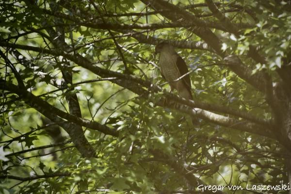  May 29, 2025 11:46 AM, Canon EOS R7, RF100-500mm F4.5-7.1 L IS USM + EXTENDER RF2x, 1000mm, f/14.0, 1/3200s, ISO 12800, Gregor von Laszewski