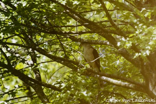  May 29, 2025 11:46 AM, Canon EOS R7, RF100-500mm F4.5-7.1 L IS USM + EXTENDER RF2x, 1000mm, f/14.0, 1/3200s, ISO 25600, Gregor von Laszewski