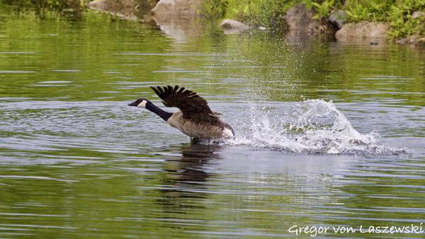  May 30, 2025 2:09 PM, Canon EOS R7, RF100-500mm F4.5-7.1 L IS USM, 500mm, f/8.0, 1/3200s, ISO 5000, Gregor von Laszewski