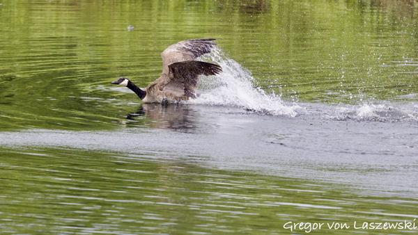  May 30, 2025 2:09 PM, Canon EOS R7, RF100-500mm F4.5-7.1 L IS USM, 500mm, f/7.1, 1/3200s, ISO 5000, Gregor von Laszewski
