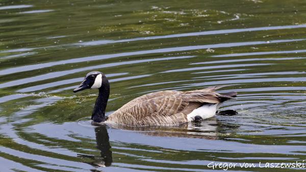  May 30, 2025 2:19 PM, Canon EOS R7, RF100-500mm F4.5-7.1 L IS USM, 500mm, f/8.0, 1/3200s, ISO 6400, Gregor von Laszewski