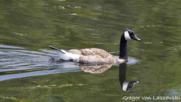  May 30, 2025 2:22 PM, Canon EOS R7, RF100-500mm F4.5-7.1 L IS USM, 472mm, f/7.1, 1/3200s, ISO 5000, Gregor von Laszewski