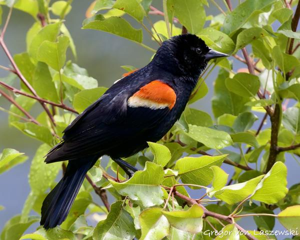  May 30, 2025 2:24 PM, Canon EOS R7, RF100-500mm F4.5-7.1 L IS USM, 500mm, f/8.0, 1/3200s, ISO 4000, Gregor von Laszewski