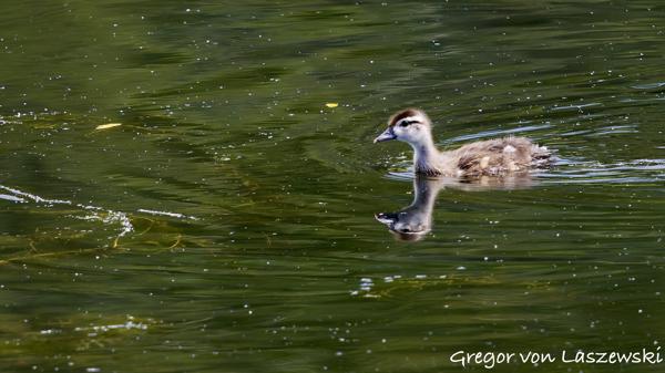  May 30, 2025 2:27 PM, Canon EOS R7, RF100-500mm F4.5-7.1 L IS USM, 500mm, f/7.1, 1/1000s, ISO 1600, Gregor von Laszewski