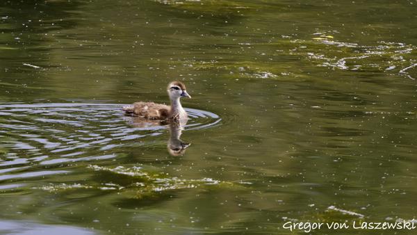  May 30, 2025 2:28 PM, Canon EOS R7, RF100-500mm F4.5-7.1 L IS USM, 500mm, f/7.1, 1/1000s, ISO 1000, Gregor von Laszewski
