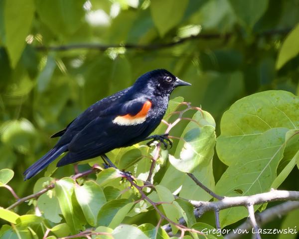  May 30, 2025 2:53 PM, Canon EOS R7, RF100-500mm F4.5-7.1 L IS USM, 500mm, f/7.1, 1/1000s, ISO 2000, Gregor von Laszewski